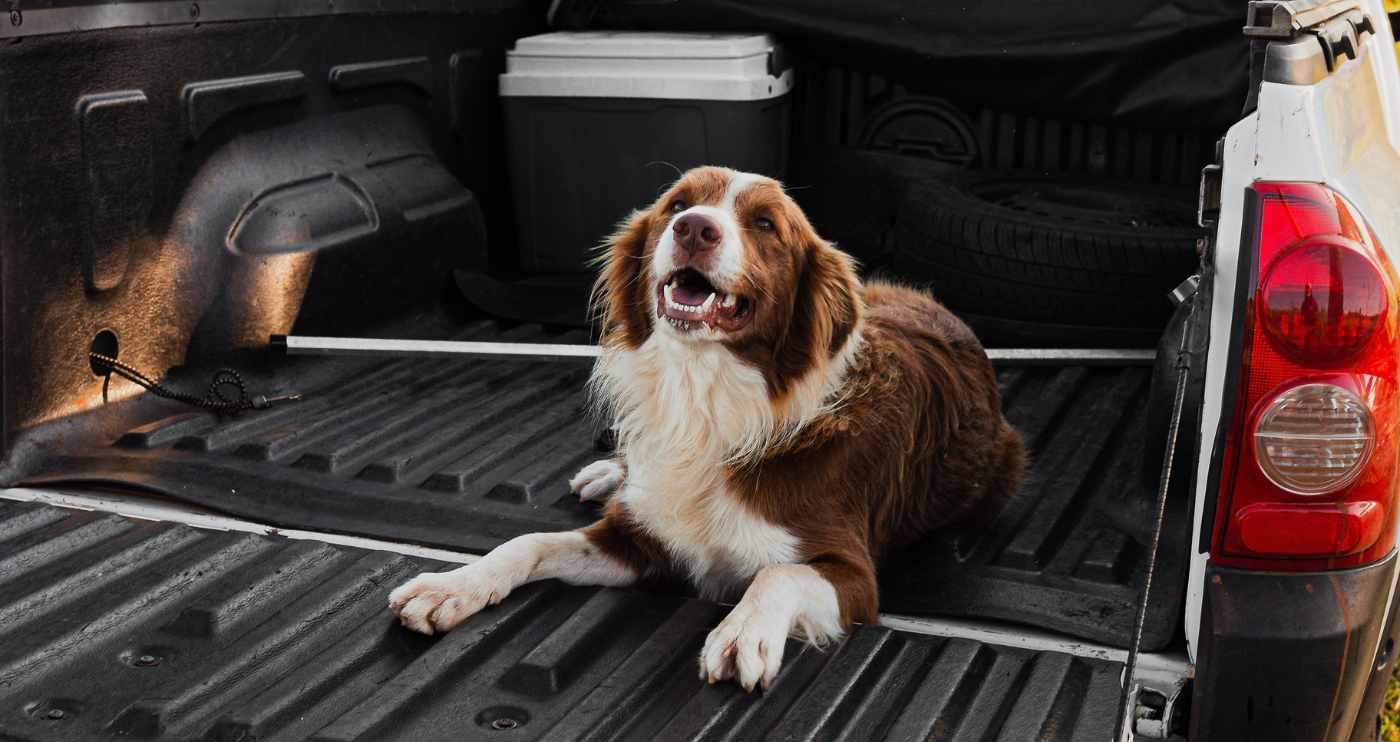 Importing a Dog from US to Canada PCB